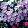 Wave® Misty Lilac Hybrid Petunia Seeds