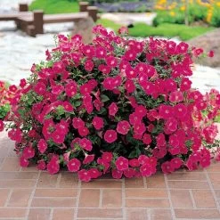 Wave® Rose Hybrid Petunia Seeds