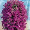 Wave® Lavender Hybrid Petunia Seeds