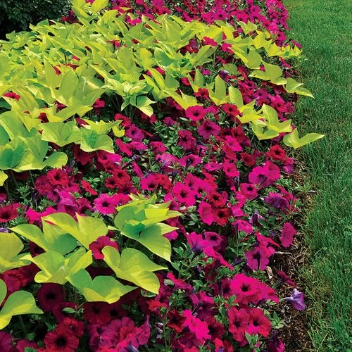 Wave® Purple Classic Hybrid Petunia Seeds 4 Wave® Purple Classic Hybrid Petunia Seeds - Image 2