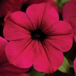 Wave® Purple Classic Hybrid Petunia Seeds