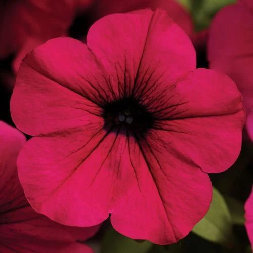 Wave® Purple Classic Hybrid Petunia Seeds 3 Wave® Purple Classic Hybrid Petunia Seeds