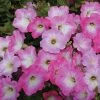 Opera Supreme Pink Morn Petunia Seeds