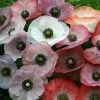 'Mother Of Pearl' Poppy Seeds 2 'Mother Of Pearl' Poppy Seeds -Botanical Bliss 01703 pk p1