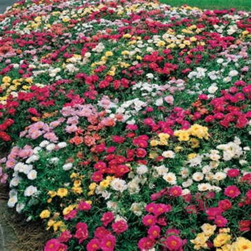 Sundial Mix Hybrid Moss Rose Seeds 3 Sundial Mix Hybrid Moss Rose Seeds