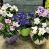 Astra Mix Balloon Flower Seeds -Botanical Bliss 01756 PK 100