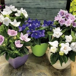 Astra Mix Balloon Flower Seeds