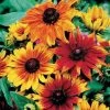 Autumn Colors Rudbeckia Seeds -Botanical Bliss 01787 pk p1
