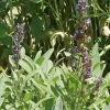 Sage Seeds 2 Sage Seeds -Botanical Bliss 01793