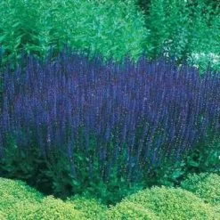 Blue Queen Salvia Seeds