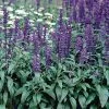 Evolution® Violet Salvia Seeds 1 Evolution® Violet Salvia Seeds -Botanical Bliss 01805