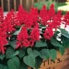 Vista™ Red Salvia Seeds -Botanical Bliss 01812