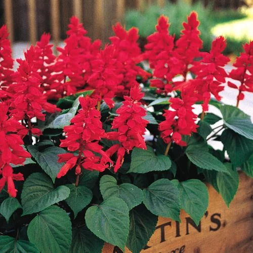 Vista™ Red Salvia Seeds 3 Vista™ Red Salvia Seeds