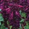 Vista™ Purple Salvia Seeds -Botanical Bliss 01862 pk 250