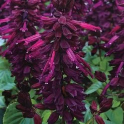 Vista™ Purple Salvia Seeds