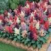 Vista™ Mix Salvia Seeds 1 Vista™ Mix Salvia Seeds -Botanical Bliss 01869 pk 250