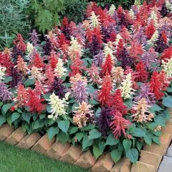 Vista™ Mix Salvia Seeds