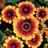Toto® Rustic Rudbeckia Seeds -Botanical Bliss 01879 PK 500