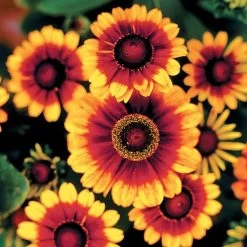 Toto® Rustic Rudbeckia Seeds