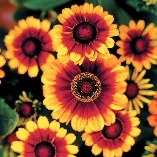 Toto® Rustic Rudbeckia Seeds 3 Toto® Rustic Rudbeckia Seeds