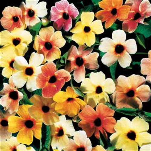 Sunrise Surprise Black-Eyed Susan Vine Thunbergia Seeds 3 Sunrise Surprise Black-Eyed Susan Vine Thunbergia Seeds