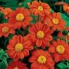Fiesta Del Sol Mexican Sunflower Seeds -Botanical Bliss 01968