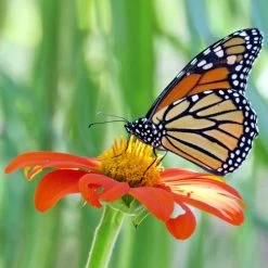 Fiesta Del Sol Mexican Sunflower Seeds 5 Fiesta Del Sol Mexican Sunflower Seeds -Botanical Bliss 01968 1