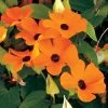 Susie⢠Yellow Black-Eyed Susan Vine Thunbergia Seeds 1 Susie⢠Yellow Black-Eyed Susan Vine Thunbergia Seeds -Botanical Bliss 02006 PK 100