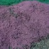 Mother Of Thyme Seeds -Botanical Bliss 02016