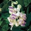 Fragrant Corkscrew Vine Seeds -Botanical Bliss 02088 pk p1