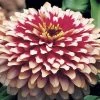 Swizzle™ Cherry And Ivory Zinnia Seeds -Botanical Bliss 02139