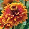 Zowie!™ Yellow Flame Zinnia Seeds 2 Zowie!™ Yellow Flame Zinnia Seeds -Botanical Bliss 02140