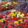 Dreamland™ Mix Hybrid Zinnia Seeds -Botanical Bliss 02156