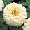 Dreamland™ Ivory Hybrid Zinnia Seeds -Botanical Bliss 02158 PK 250