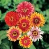 Whirligig Hybrid Zinnia Seeds 2 Whirligig Hybrid Zinnia Seeds -Botanical Bliss 02177 pk p1