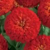 Dreamland™ Scarlet Hybrid Zinnia Seeds -Botanical Bliss 02178 PK 250