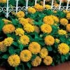 Dreamland™ Yellow Hybrid Zinnia Seeds -Botanical Bliss 02179