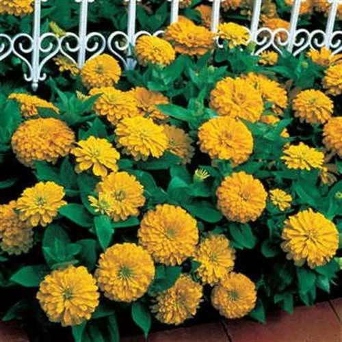 Dreamland™ Yellow Hybrid Zinnia Seeds 3 Dreamland™ Yellow Hybrid Zinnia Seeds