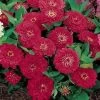 Dreamland™ Red Hybrid Zinnia Seeds