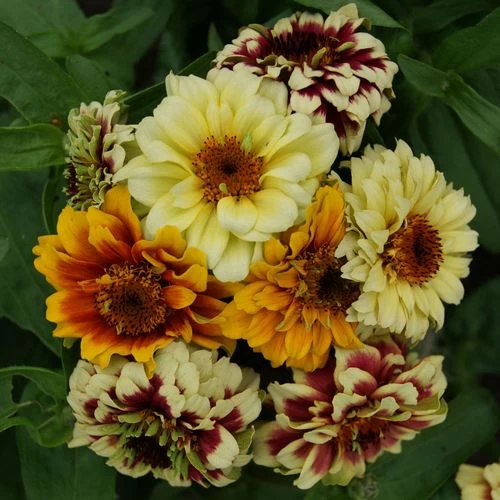 Persian Carpet Mix Mexican Zinnia Seeds 4 Persian Carpet Mix Mexican Zinnia Seeds - Image 2