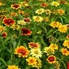 Persian Carpet Mix Mexican Zinnia Seeds 1 Persian Carpet Mix Mexican Zinnia Seeds -Botanical Bliss 02188 pk p1