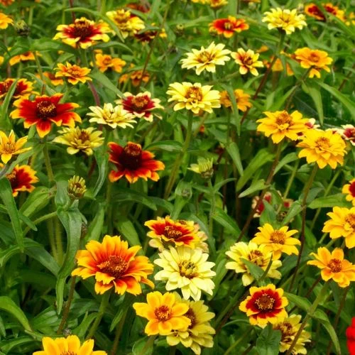 Persian Carpet Mix Mexican Zinnia Seeds 3 Persian Carpet Mix Mexican Zinnia Seeds
