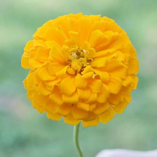 Park's Picks Yellow Zinnia Seeds 4 Park's Picks Yellow Zinnia Seeds - Image 2