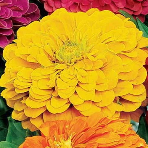Park's Picks Yellow Zinnia Seeds 5 Park's Picks Yellow Zinnia Seeds - Image 3