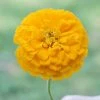 Park's Picks Yellow Zinnia Seeds -Botanical Bliss 02190 pk p1