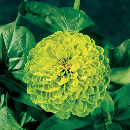 Envy Zinnia Seeds 3 Envy Zinnia Seeds