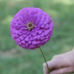 Park's Picks Lilac Zinnia Seeds -Botanical Bliss 02204 PK P1 1