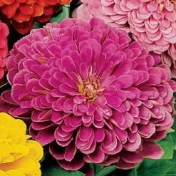 Park's Picks Lilac Zinnia Seeds -Botanical Bliss 02204 PK P1 2
