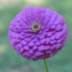 Park's Picks Lilac Zinnia Seeds