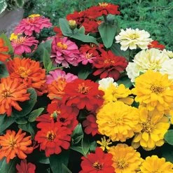 Short Stuff™ Mix Zinnia Seeds